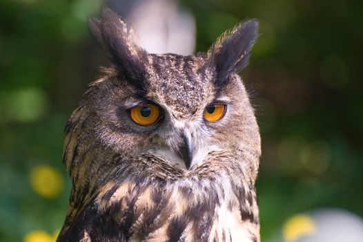Owl portrait against foliage