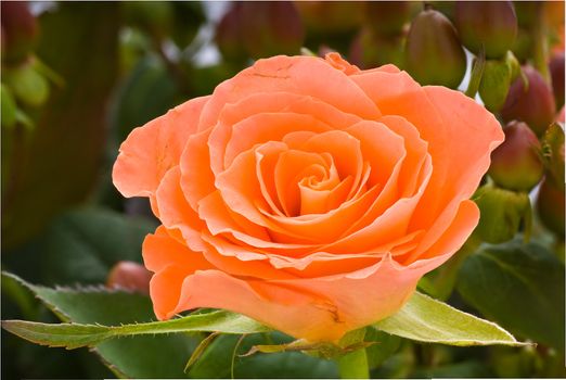 Close up of a salmon colored rose