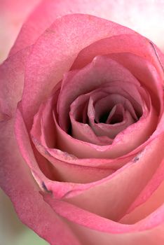 Heart of a pink rose