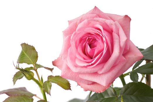 Pink rose on stem with green leaves