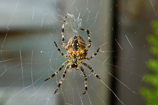 Spider in it's web