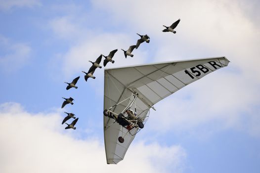 EDE, THE NETHERLANDS - SEPTEMBER 18: Christian Moullec and geese at Jan Hilgers Memorial / Airborne drop Arnhem 1944 Memorial in Ede, The Netherlands on September 18, 2010