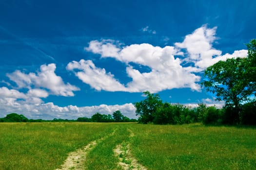 Trail in meadow against trees and blue cloudy sky