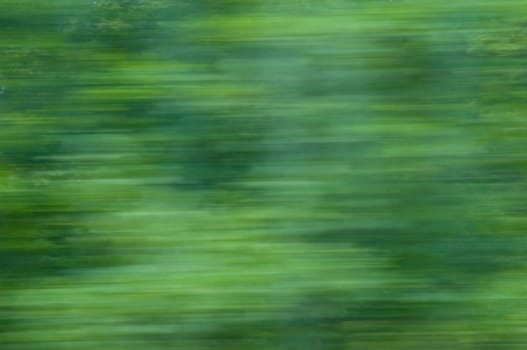 Motion blurred foliage 