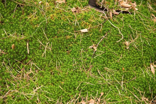 Green moss on the ground