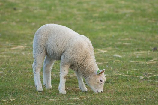 A lamb in a meadow eating grass