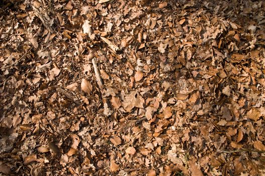 Autumn leaf background with acorns and branches