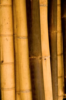 Extremely dense bamboo trunks up close