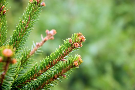 Fir tree branches up close