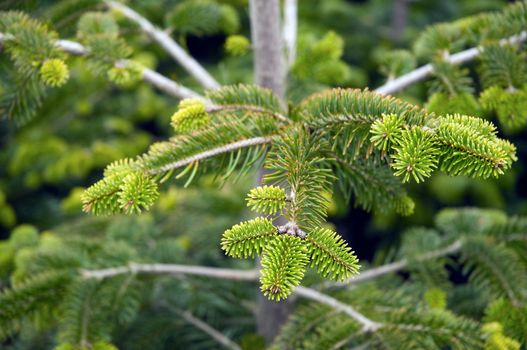 Fir tree branches up close