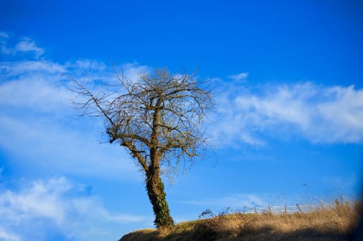 Lone tree in winter against blue sky