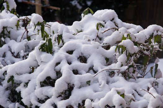 Fresh snow on bushes