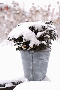 Galvanized bucket with snow covered plant