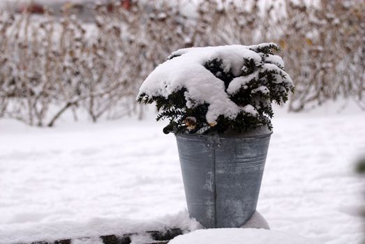 Galvanized bucket with snow covered plant