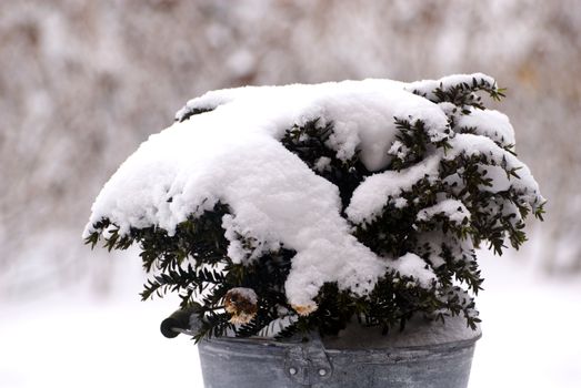 Galvanized bucket with snow covered plant