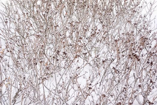 Partially Snow covered shrubs