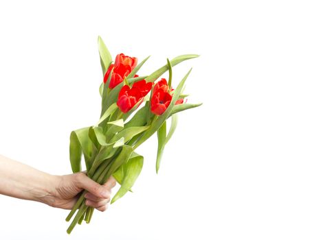 Hand with bunch of tulips