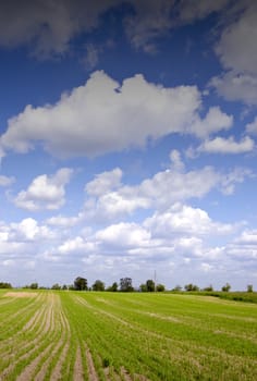 Field with winter crops in spring and beautiful cloudy sky. Agricultural background.