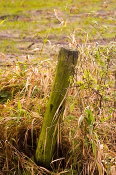 Fence pole covered in moss and grass