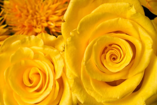 Two yellow roses
