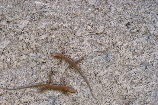 Two small lizzards on an concrete wall