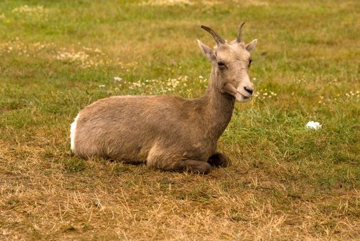 Domestic goat (Capra hircus) resting on grass