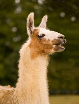 Lama in front of green foliage