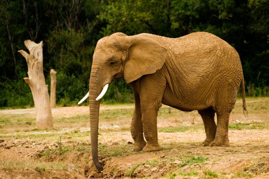 African Elephant