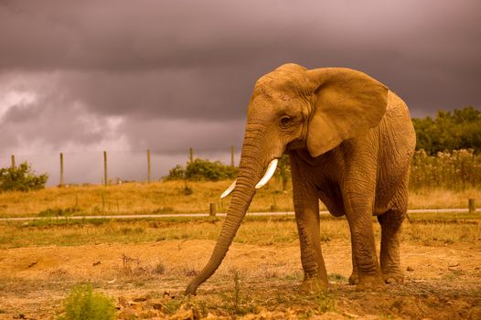 Single African elephant