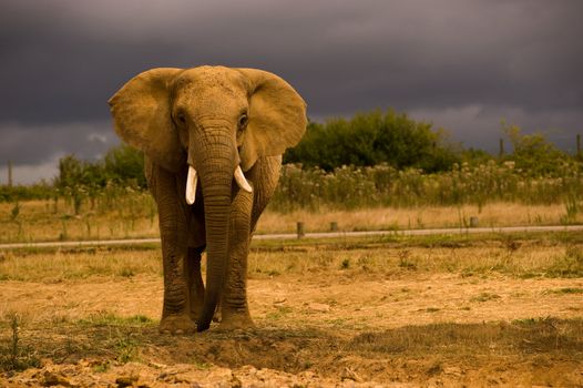 Single African elephant against a dark sky