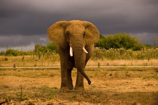 Single African elephant against a dark sky