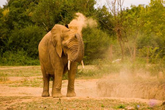 Single African elephant throwing sand