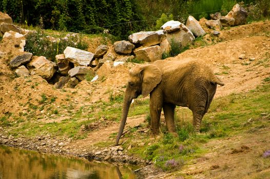 Single African elephant drinking