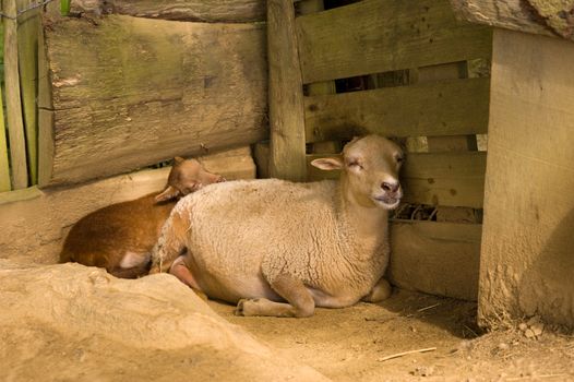 Mother sheep and little lam sleeping cuddled up against barn wall