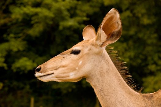 Tragelaphus imberbis