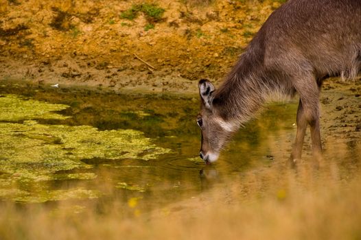 Lesser Kudu Tragelaphus imberbis female drinking