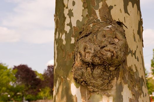 Brach stump on a very old sycamore tree