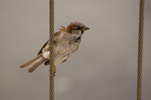 Passer domesticus, House Sparrow, Old World sparrow grasping cable fence