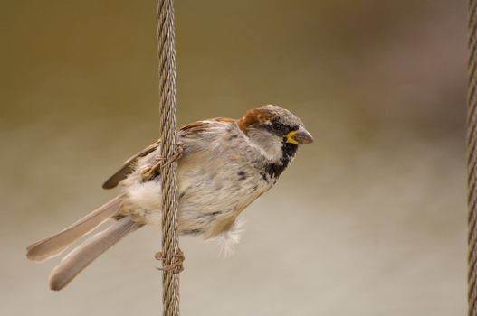 Passer domesticus, House Sparrow, Old World sparrow grasping cable fence