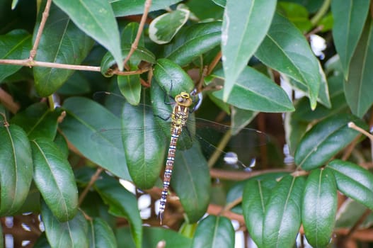 Dragonfly Aeshna affinis