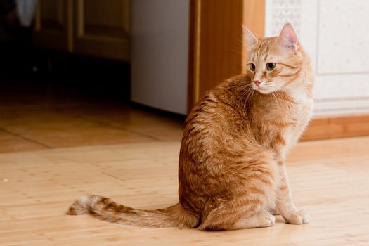A young ginger tabby cat on the wooden floor

