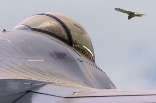 F-16 canopy with bird of prey behind