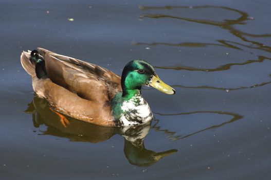 Greenland Mallard swimming