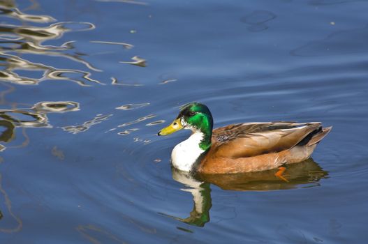 Greenland Mallard swimming