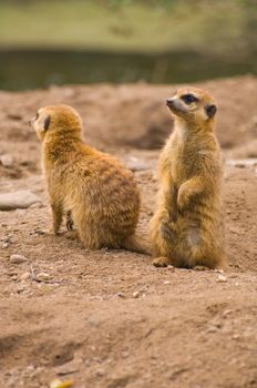 Two meerkats on the lookout