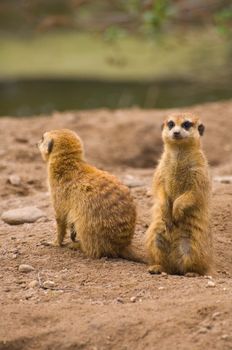 Two meerkats on the lookout