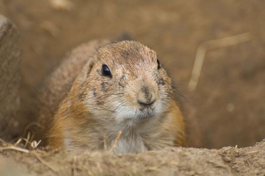 Small marmot peeking out of burrow
