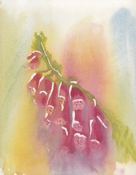 hand painted watercolor of a pink foxglove