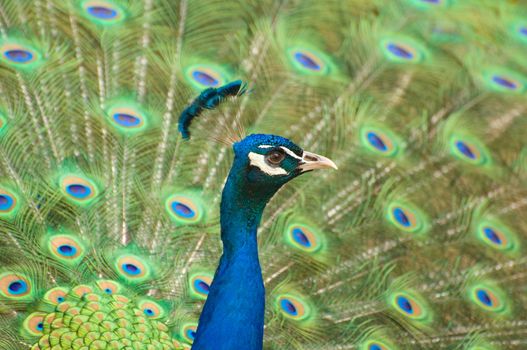 Indian Peafowl showing its feathers
