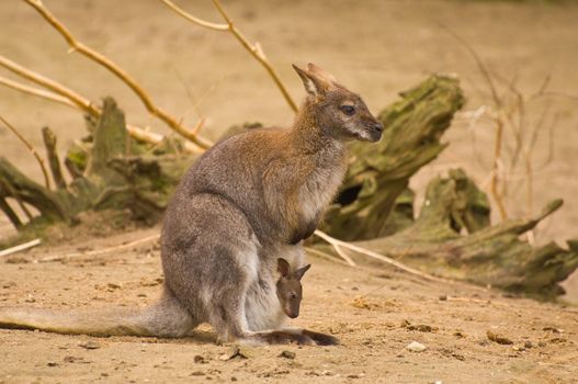 Bennet-wallabie with young in pouch